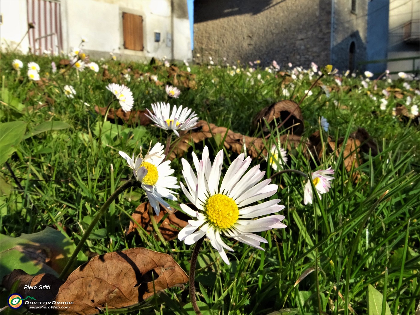 82 Sui prati di Pos.Castello a novembre fioriscono le margheritine.JPG